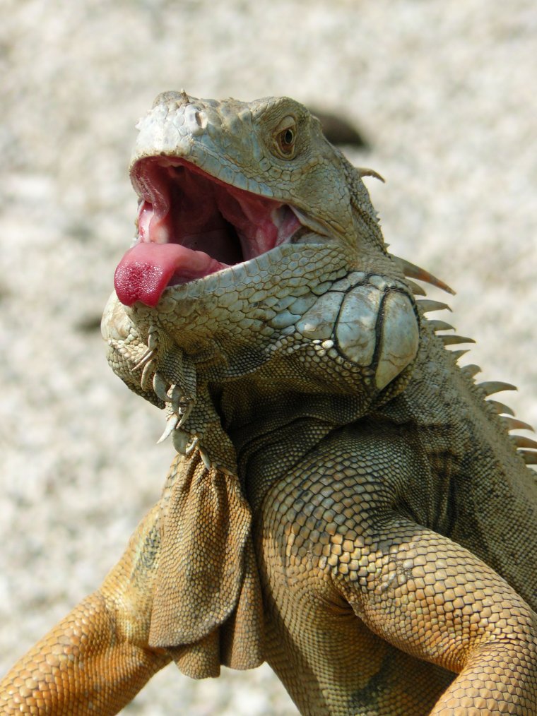 Комодский Варан