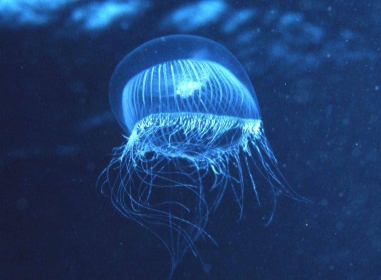 . Медуза Aequorea Aequorea (a. Victoria)