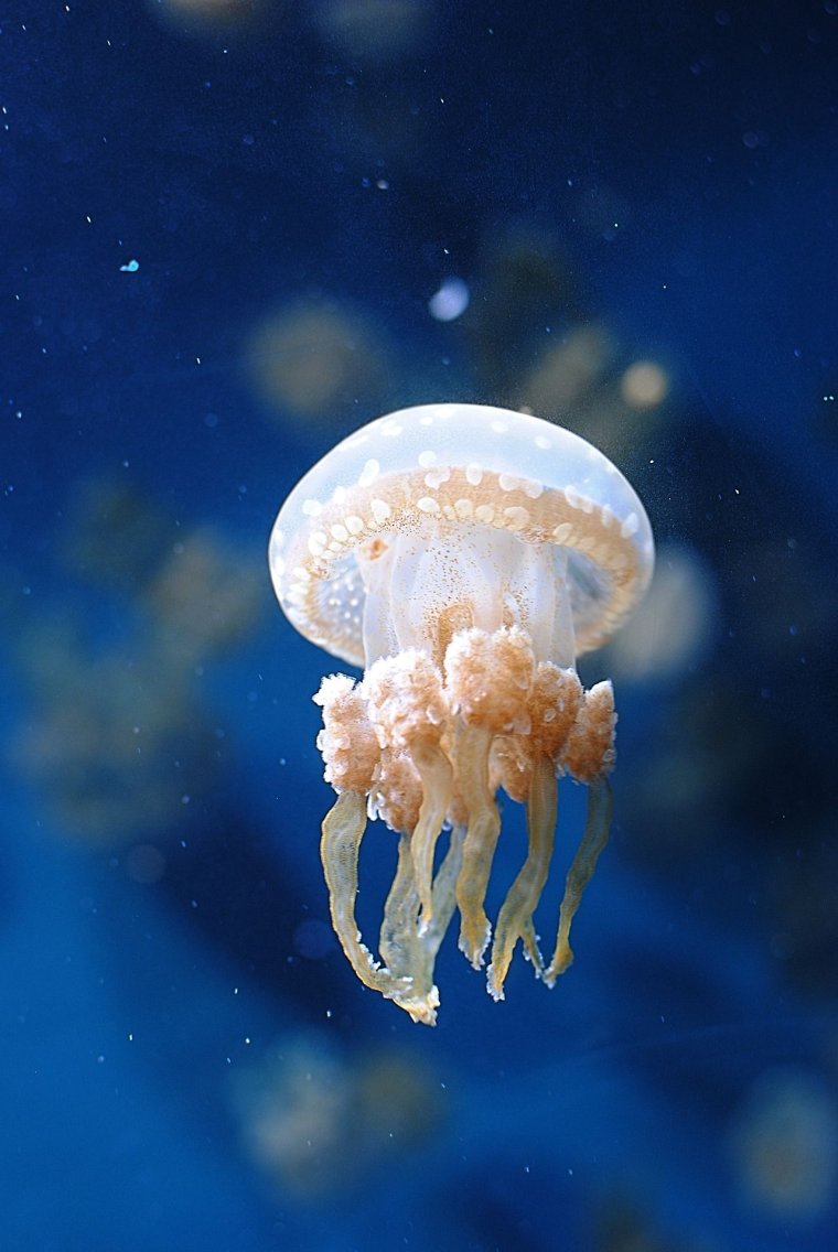 Разновидности медуз