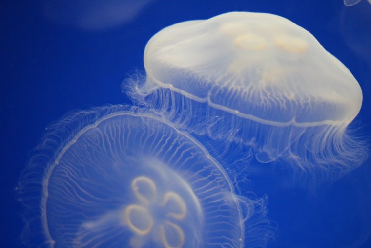 Сцифоидные Кишечнополостные