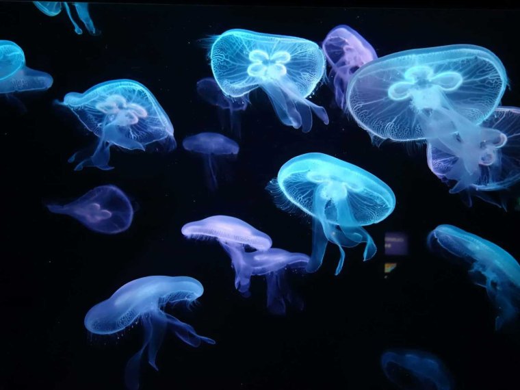 Гидроидные медузы