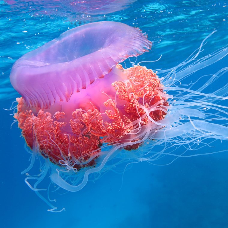 Сцифоидные медузы