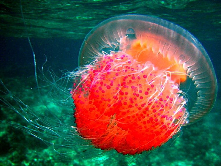 Медуза цианея классификация