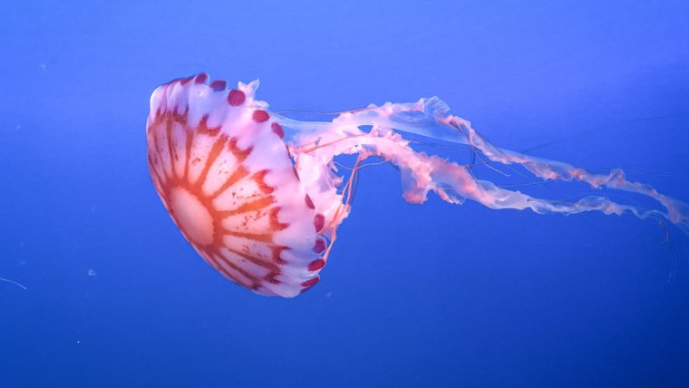 Медуза Джеллифиш
