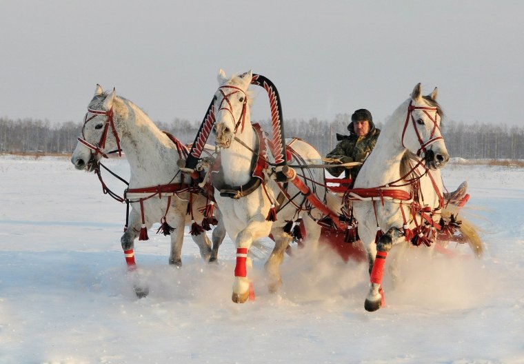 Тройка запряженная в сани