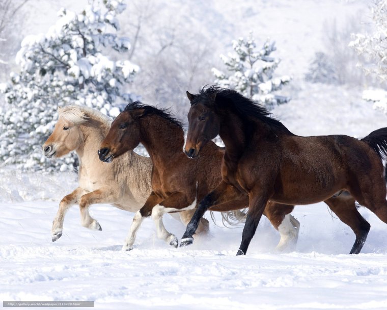 Лошади зимой