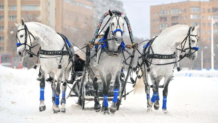 Тройка орловских рысаков в упряжи