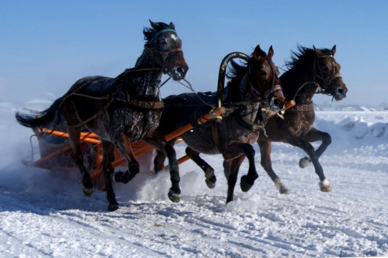 Тройка гнедых лошадей