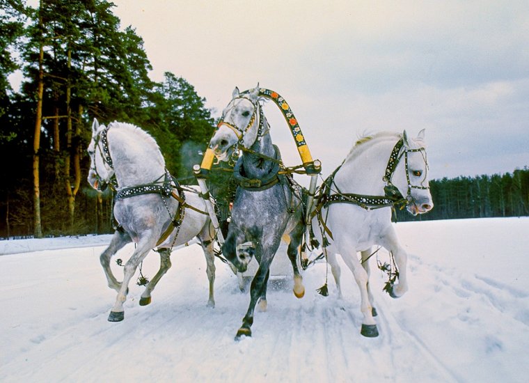 Тройка орловских рысаков в упряжи