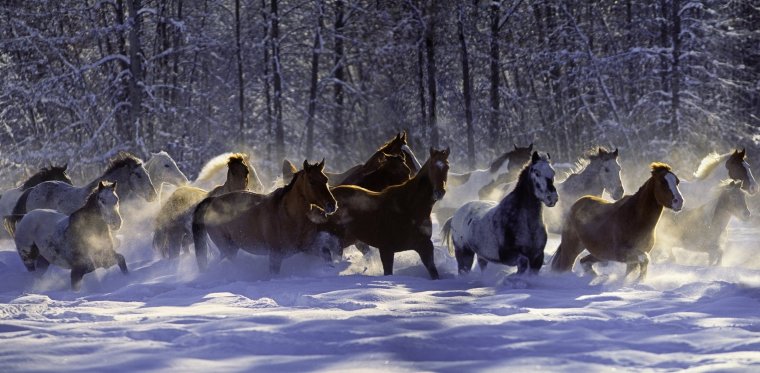 Табун лошадей зимой