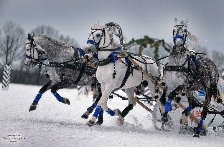 Тройка орловских рысаков в упряжи
