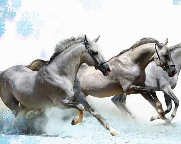 Лошадь на Светлом фоне