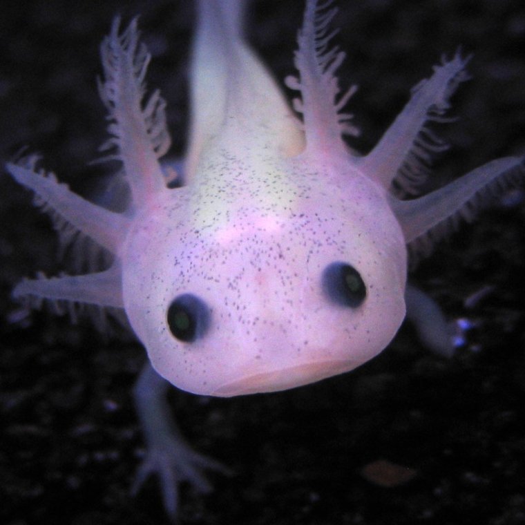 Аксолотль синий