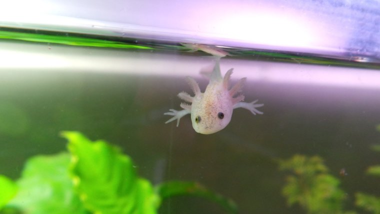 Мексиканская саламандра аксолотль