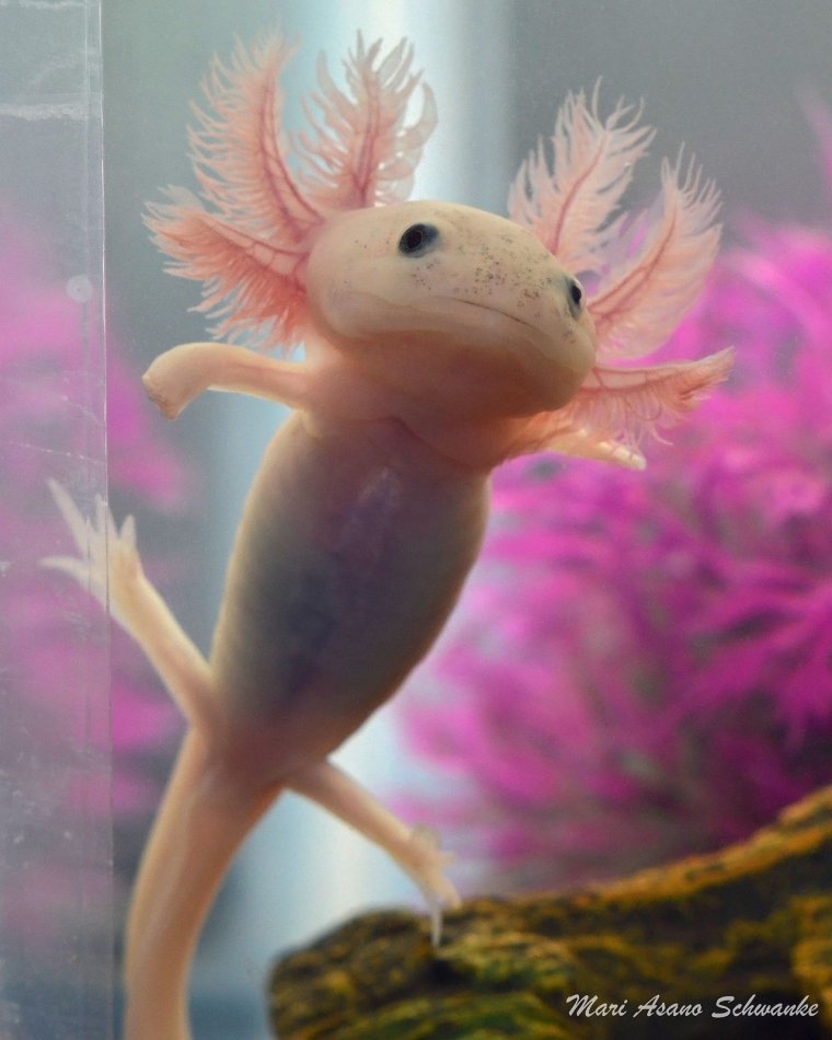 Рыбка аксолотль