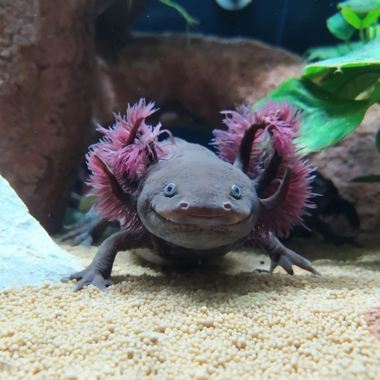 Мексиканская саламандра аксолотль