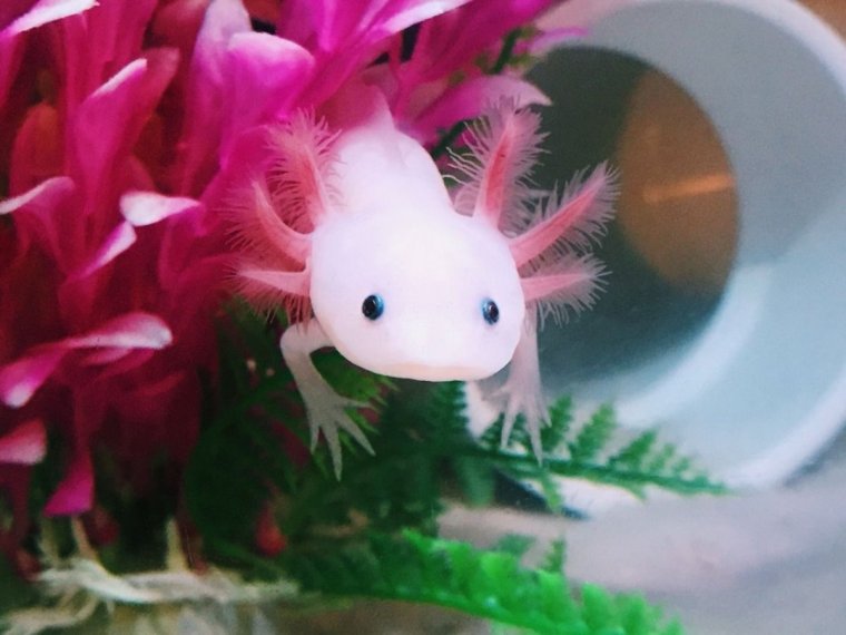 Аксолотль Эстетика