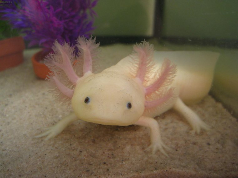 Аксолотль желтый