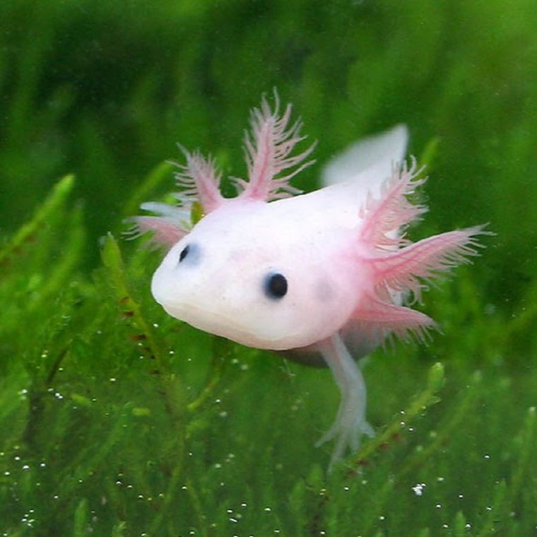 Аксолотль детёныш