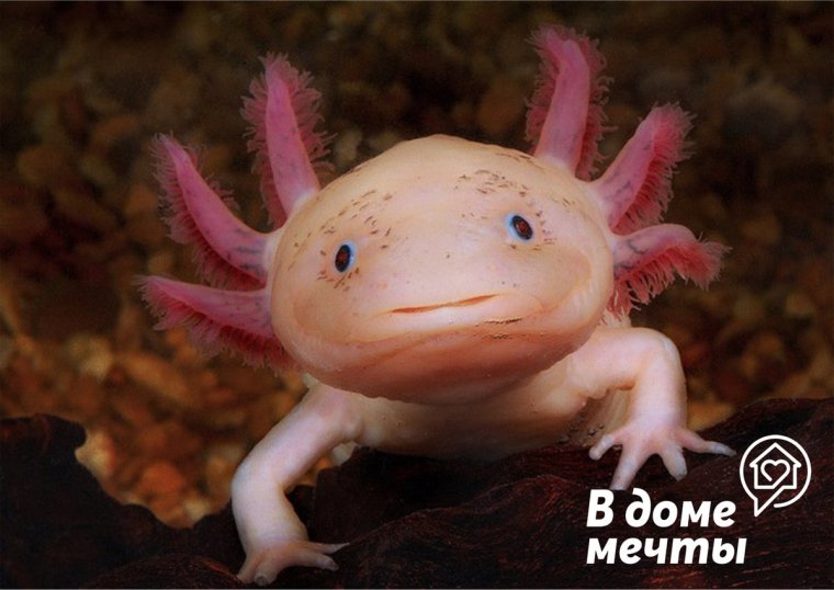 Личинка Саламандры аксолотль