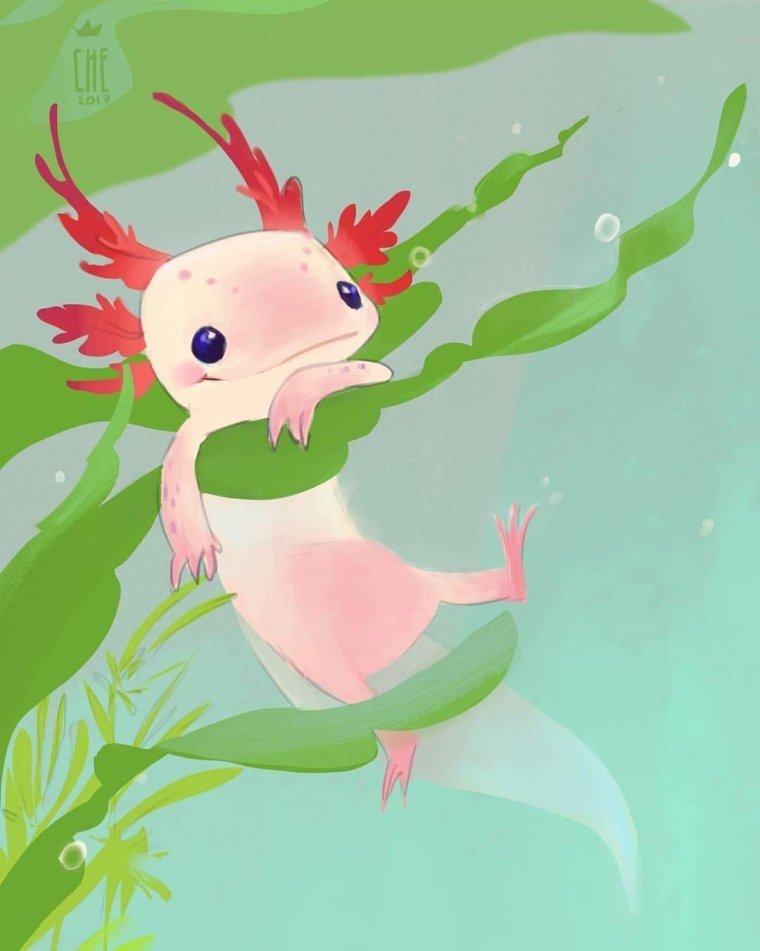 Земноводный аксолотль