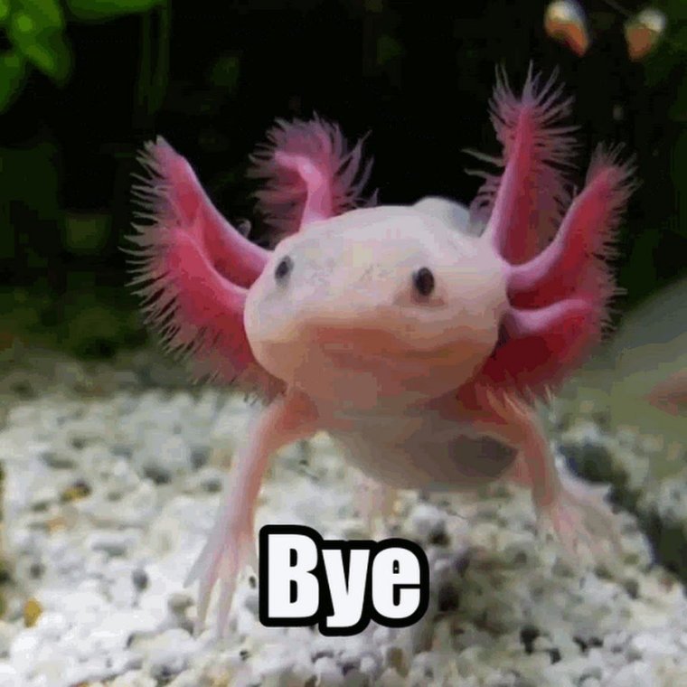 Амфибия аксолотль