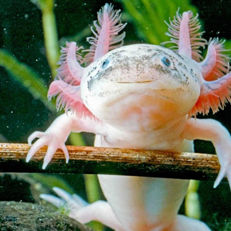 Аксолотль альбинос
