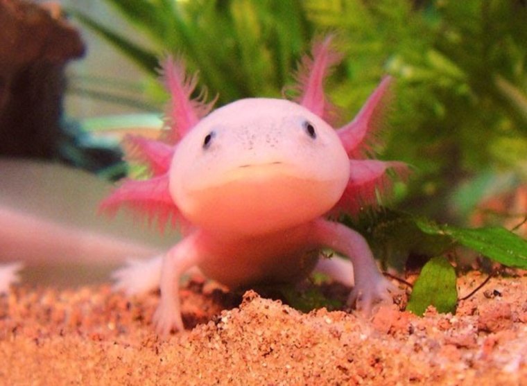 Рыба Лунтик аксолотль
