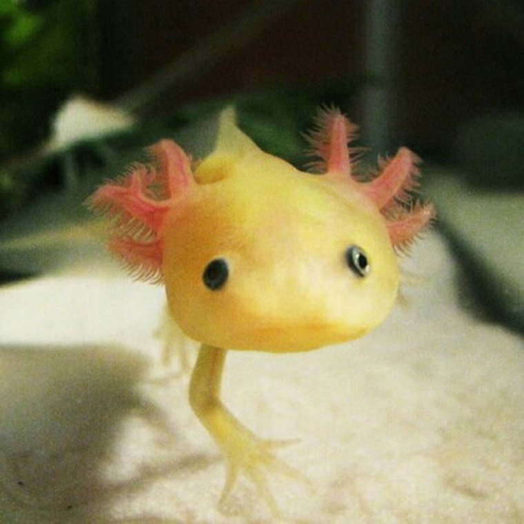 Аксолотль золотой дракон