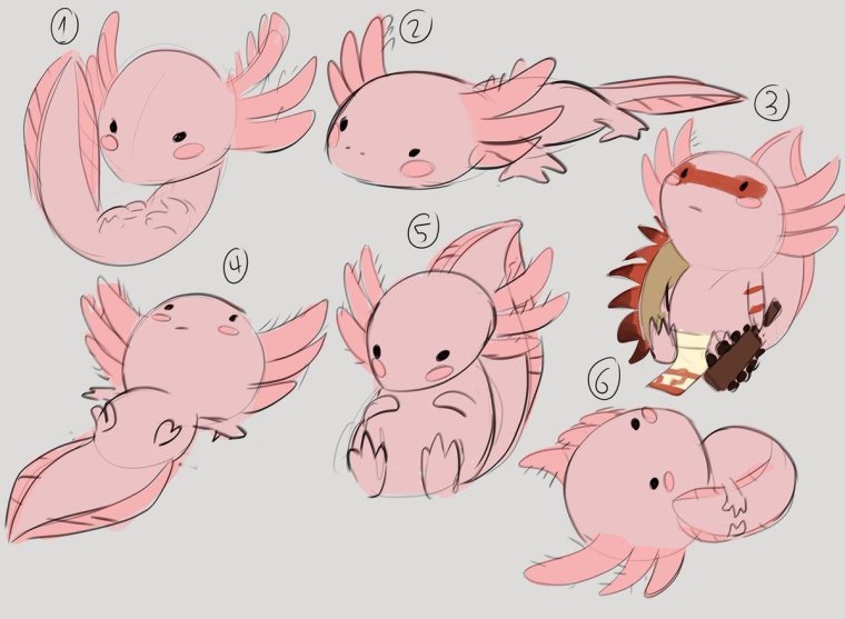 Анатомия аксолотля