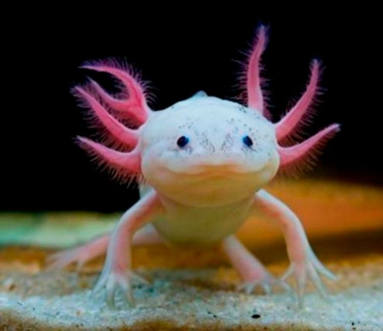 Аксолотль мексиканской амбистомы