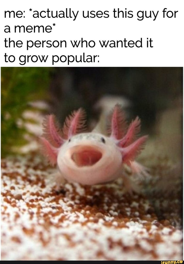 Милые аксолотли