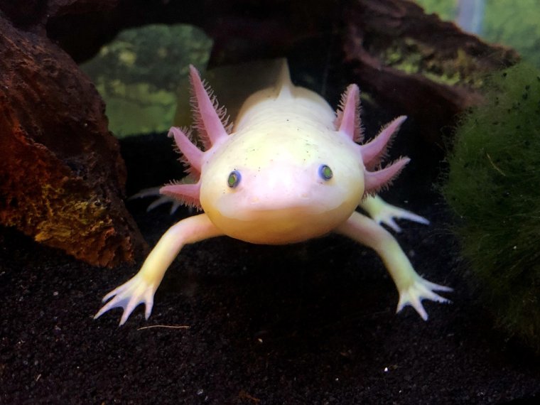 Личинка Саламандры аксолотль