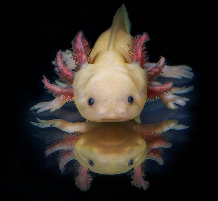 Аксолотль агатовый