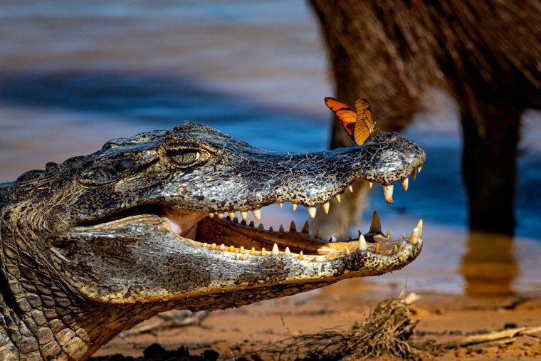 Бабочка Аллигатор