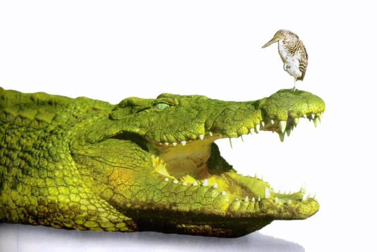 Крокодил на зеленом фоне