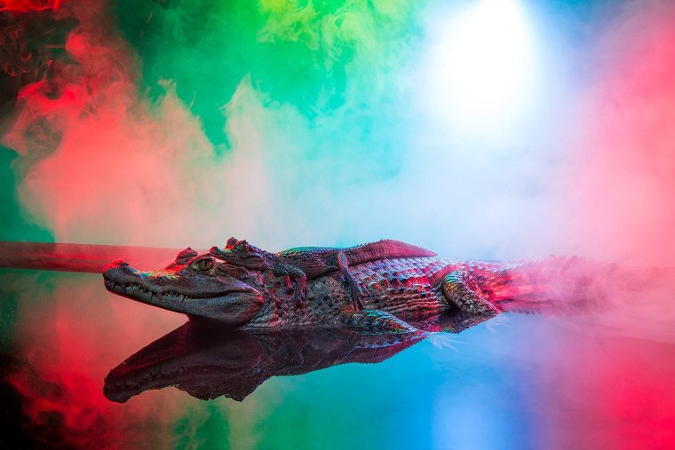 Крокодил арт