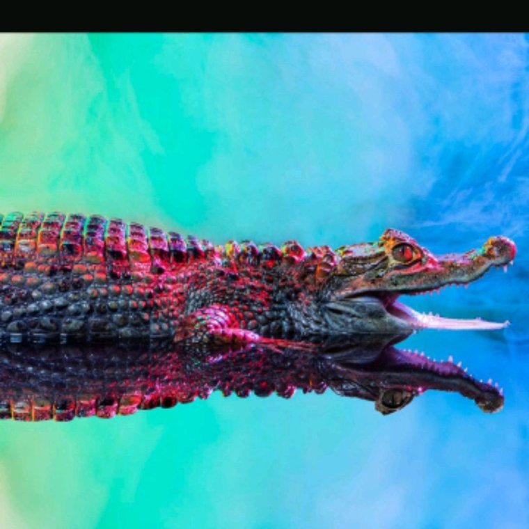 Очковый Кайман