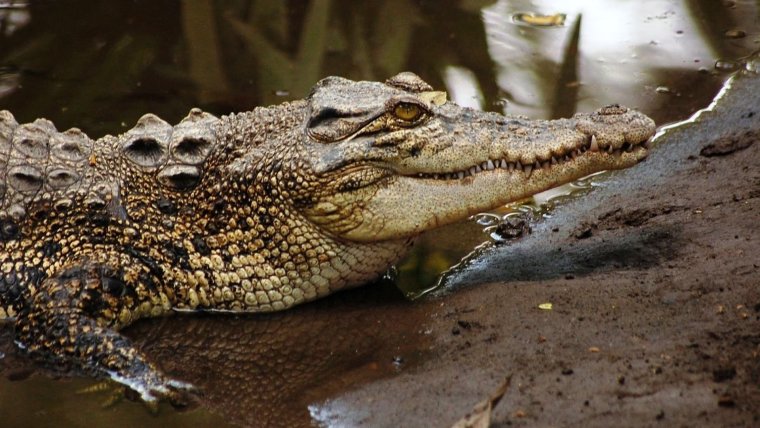 Нора нильского крокодила