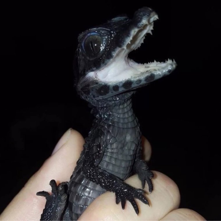 Кайман маленький крокодил