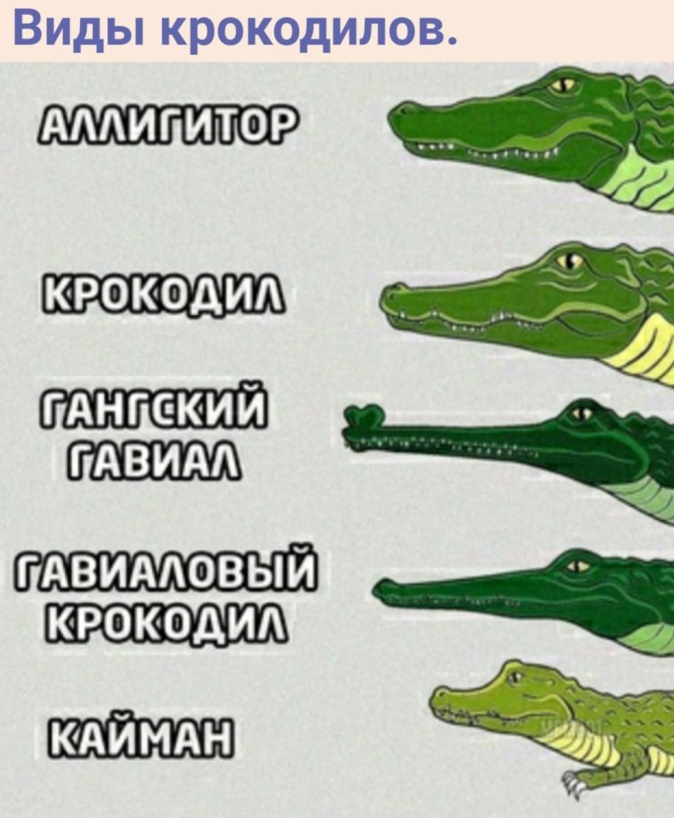 Крокодил Аллигатор Кайман