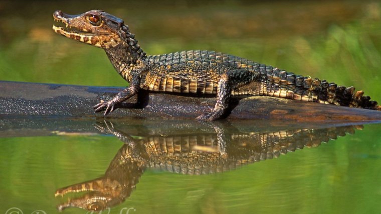 Гладколобый карликовый Кайман