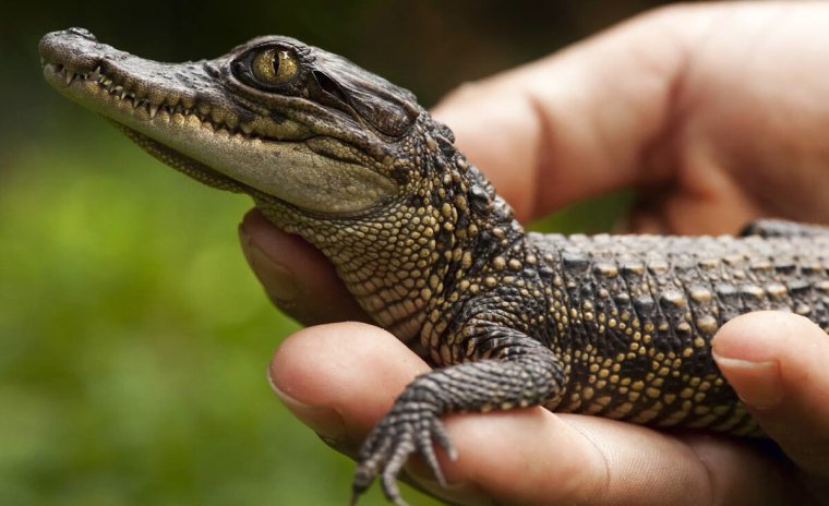 Крокодиловый Кайман