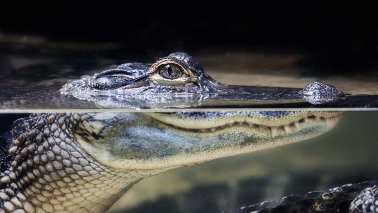 Геннадий крокодил