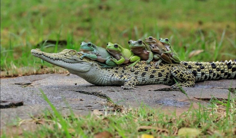 Крокодилы земноводные или пресмыкающиеся