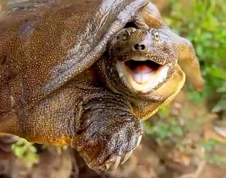 Трионикс черепаха