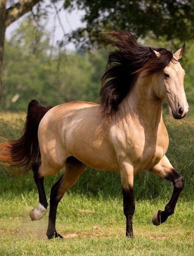 Кигер Мустанг гнедой