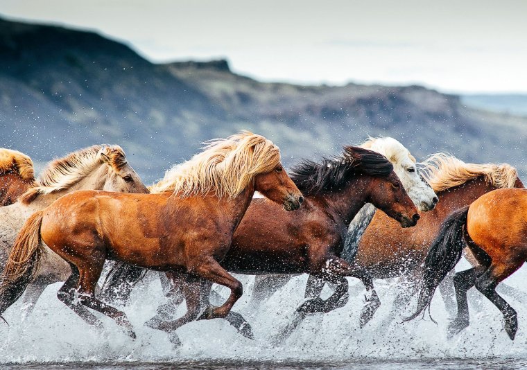 Стадо лошадей