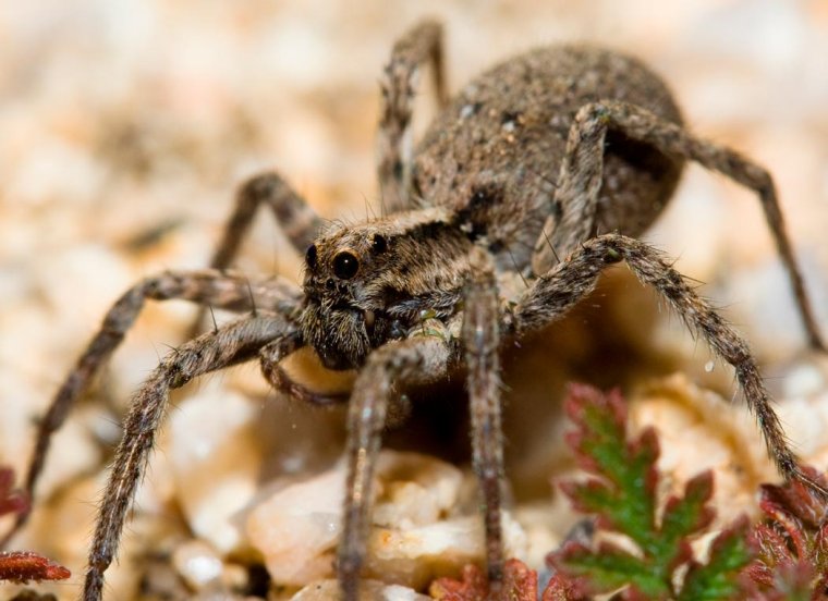 Паучата паука волка