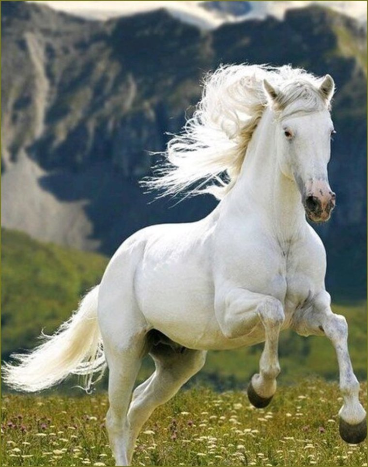 Отлар Расим